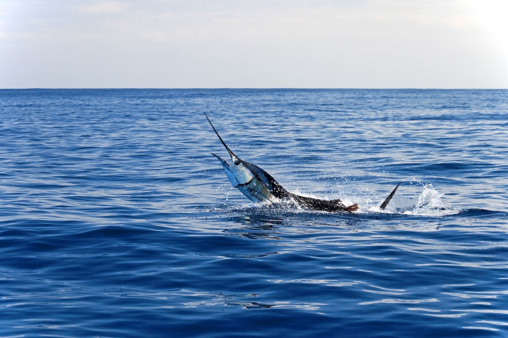 Marlin Sailfish fishing